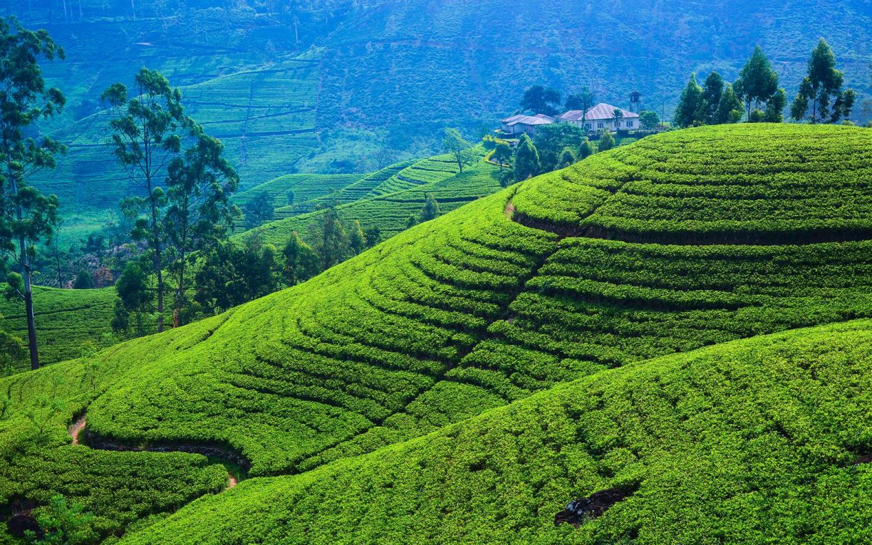 Nuwara Eliya Tour Package